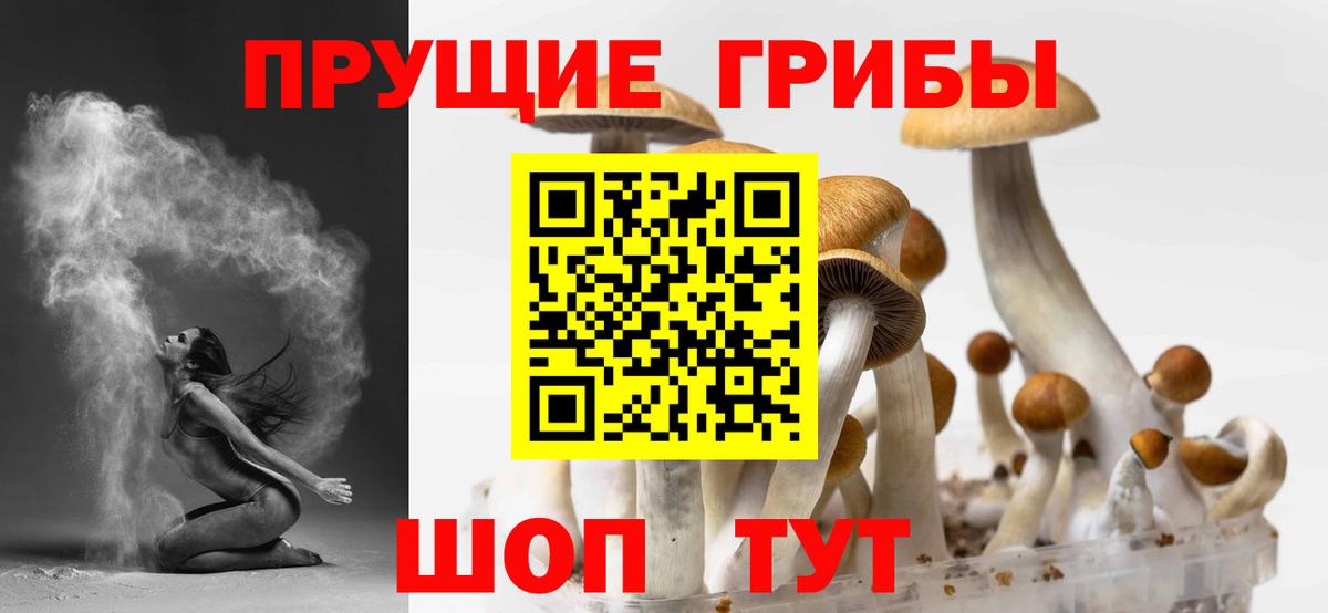 Псилоцибиновые грибы Psilocybe Кудымкар